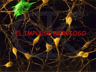 EL IMPULSO NERVIOSO 