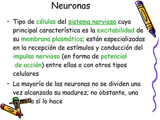 Neuronas  Tipo de  células  del  sistema   nervioso  cuya principal característica es la  excitabilidad  de su  membrana  plasmática ; están especializadas en la recepción de estímulos y conducción del  impulso   nervioso  (en forma de  potencial  de acción ) entre ellas o con otros tipos celulares  La mayoría de las neuronas no se dividen una vez alcanzada su madurez; no obstante, una minoría sí lo hace  