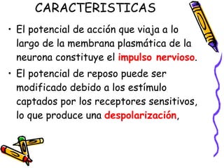CARACTERISTICAS  El potencial de acción que viaja a lo largo de la membrana plasmática de la neurona constituye el  impulso nervioso . El potencial de reposo puede ser modificado debido a los estímulo captados por los receptores sensitivos, lo que produce una  despolarización , 