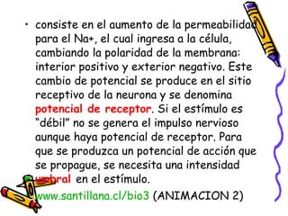 consiste en el aumento de la permeabilidad para el Na+, el cual ingresa a la célula, cambiando la polaridad de la membrana: interior positivo y exterior negativo. Este cambio de potencial se produce en el sitio receptivo de la neurona y se denomina  potencial de receptor . Si el estímulo es “débil” no se genera el impulso nervioso aunque haya potencial de receptor. Para que se produzca un potencial de acción que se propague, se necesita una intensidad  umbral  en el estímulo. www.santillana.cl/bio3  (ANIMACION 2) 