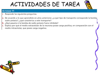 ACTIVIDADES DE TAREA 