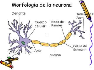 Morfologia de la neurona  