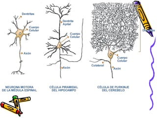 Neuronas: ejemplos 