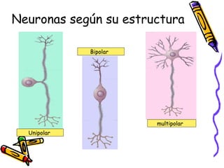 Neuronas según su estructura  Unipolar  Bipolar  multipolar  