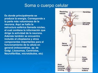 Soma o cuerpo celular Es donde principalmente se produce la energía. Corresponde a la parte más voluminosa de la neurona. Aquí se halla la estructura esférica llamada núcleo, el cual contiene la información que dirige la actividad de la neurona. Además también se encuentra incluido el citoplasma y otros componentes importantes para el funcionamiento de la célula en general (mitocondrias, ap. de Golgi, Lisosomas, Centriolos, Neurofibrillas, microtúbulos, etc) 
