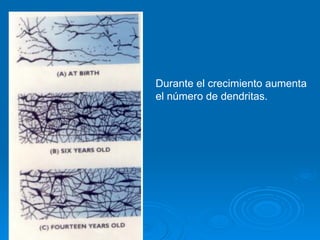 Durante el crecimiento aumenta el número de dendritas. 