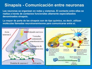 Sinapsis - Comunicación entre neuronas  Las neuronas se organizan en redes y sistemas. El contacto entre ellas se realiza a través de contactos funcionales altamente especializados denominados sinapsis.  La mayor de parte de las sinapsis son de tipo químico, es decir, utilizan moléculas llamadas neurotransmisores para comunicarse entre sí. 