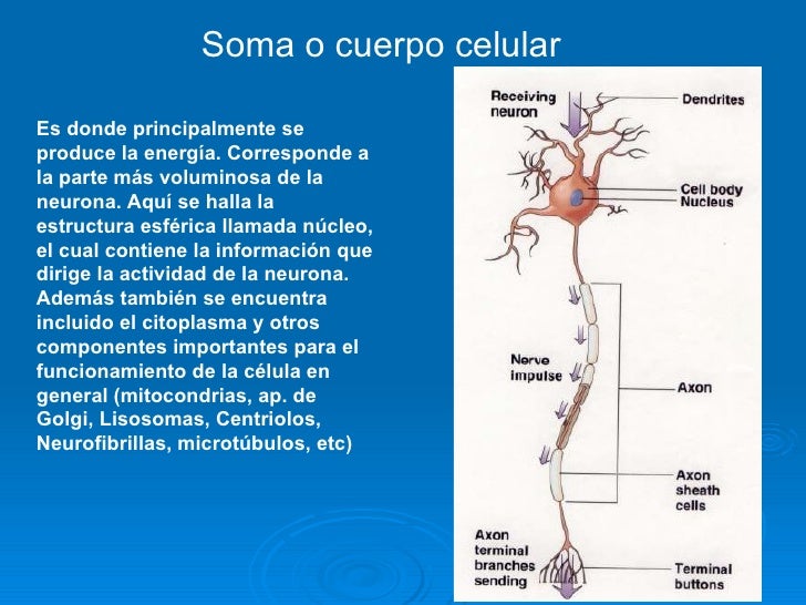 La neurona