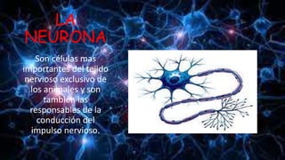 LA
NEURONA
Son células mas
importantes del tejido
nervioso exclusivo de
los animales y son
también las
responsables de la
conducción del
impulso nervioso.
 