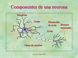 Componentes de una neurona
Dendritas
Soma

Vaina de mielina

©Prentice Hall, 1999

Montecillo
Botones
de axón
terminales
Axón

 