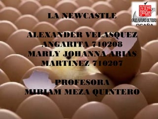 LA NEWCASTLE

ALEXANDER VELASQUEZ
   ANGARITA 710208
MARLY JOHANNA ARIAS
  MARTINEZ 710207

     PROFESORA
MIRIAM MEZA QUINTERO
 