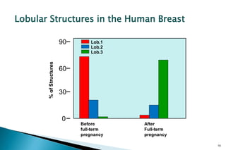 Lobular Structures in the Human Breast

                         90       Lob.1
                                  Lob.2
  ...