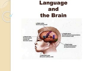 Language
and
the Brain
 