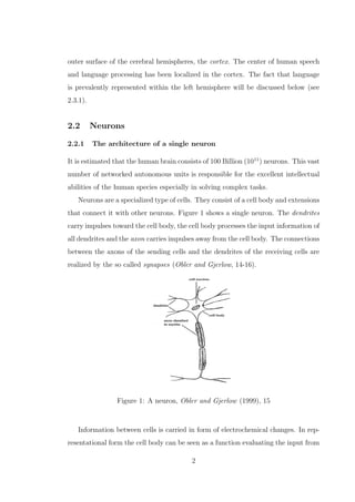 outer surface of the cerebral hemispheres, the cortex. The center of human speech
and language processing has been localized in the cortex. The fact that language
is prevalently represented within the left hemisphere will be discussed below (see
2.3.1).
2.2 Neurons
2.2.1 The architecture of a single neuron
It is estimated that the human brain consists of 100 Billion (1011
) neurons. This vast
number of networked autonomous units is responsible for the excellent intellectual
abilities of the human species especially in solving complex tasks.
Neurons are a specialized type of cells. They consist of a cell body and extensions
that connect it with other neurons. Figure 1 shows a single neuron. The dendrites
carry impulses toward the cell body, the cell body processes the input information of
all dendrites and the axon carries impulses away from the cell body. The connections
between the axons of the sending cells and the dendrites of the receiving cells are
realized by the so called synapses (Obler and Gjerlow, 14-16).
Figure 1: A neuron, Obler and Gjerlow (1999), 15
Information between cells is carried in form of electrochemical changes. In rep-
resentational form the cell body can be seen as a function evaluating the input from
2
 
