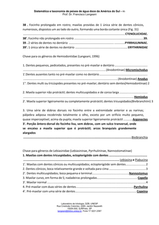 Sistemática e taxonomia de peixes de água doce da América do Sul - 46
Prof. Dr. Francisco Langeani
Laboratório de Ictiologia, DZB, UNESP
Rua Cristóvão Colombo, 2265, Jardim Nazareth
15054-000, SJRPreto, SP
langeani@ibilce.unesp.br, Fone 17 3221.2367
38 . Focinho prolongado em rostro; maxilas providas de 1 única série de dentes cônicos,
numerosos, dispostos um ao lado do outro, formando uma borda cortante única (Fig. 31)
...............................................................................................................................CTENOLUCIIDAE.
38’. Focinho não prolongado em rostro ......................................................................................39.
39 . 2 séries de dentes no dentário ........................................................ .............PYRRHULININAE.
39’. 1 única série de dentes no dentário .................................................................ERYTHRINIDAE
Chave para os gêneros de Hemiodontidae (Langeani, 1996)
1. Dentes pequenos, pedicelados, presentes no pré-maxilar e dentário .........................................
.......................................................................................................(Anodontinae) Micromischodus
1'.Dentes ausentes tanto no pré-maxilar como no dentário............................................................
......................................................................................................................(Anodontinae) Anodus
1''. Dentes multi ou tricúspides presentes no pré-maxilar; dentário sem dentes(Hemiodontinae) 2
2. Maxila superior não protráctil; dentes multicuspidados e de coroa larga ...................................
..........................................................................................................................................Hemiodus
2'. Maxila superior ligeiramente ou completamente protráctil; dentes tricuspidados(Bivibranchiini) 3
3. Uma série de dobras dorsais no focinho entre a extremidade anterior e as narinas;
pálpebra adiposa recobrindo totalmente o olho, exceto por um orifício muito pequeno,
quase imperceptível, acima da pupila; maxila superior ligeiramente protráctil ...........Argonectes
3'. Porção ântero-dorsal do focinho lisa, sem dobras, com um sulco tranversal, onde
se encaixa a maxila superior que é protráctil; arcos branquiais grandemente
alargados
.............................................................................................................................Bivibranchia
Chave para gêneros de Lebiasinidae (Lebiasininae, Pyrrhulininae, Nannostomatinae)
1. Maxilas com dentes tricuspidados, ectopterigóide com dentes ............................................
...............................................................................................................Lebiasina e Piabucina
1’. Maxilas com dentes cônicos ou multicuspidados; ectopterigóide sem dentes.........................2
2. Dentes cônicos; boca relativamente grande e voltada para cima ..............................................3
2’. Dentes multicuspidados; boca pequena e terminal..............................................Nannostomus
3. Maxilar curvo, em forma de S; nadadeiras prolongadas.................................................. Copella
3’. Maxilar normal ...........................................................................................................................4
4. Pré-maxilar com duas séries de dentes........................................................................Pyrrhulina
4’. Pré-maxilar com uma série de dentes............................................................................ Copeina
 
