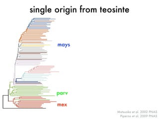 single origin from teosinte 
Matsuoka et al. 2002 PNAS 
Piperno et al. 2009 PNAS 
mays 
parv 
mex 
 