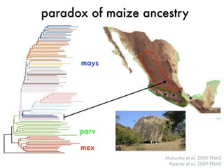 paradox of maize ancestry 
Fig. 2. A view of the enormous boulder that formed the Xihuatoxtla Shelter. 
Matsuoka et al. 20...