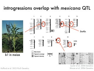 introgressions overlap with mexicana QTL 
Lauter et al. 2004 Genetics 
Moose et al. 2004 Genetics 
b1 in maize 
Inv4n 
Huf...