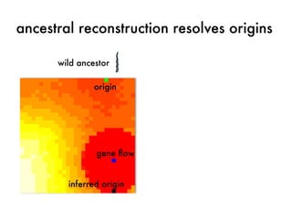ancestral reconstruction resolves origins 
wild ancestor 
origin 
gene flow 
inferred origin 
 