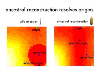 ancestral reconstruction resolves origins 
ancestral reconstruction 
origin 
inferred origin 
gene flow 
wild ancestor 
or...