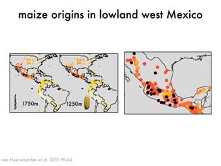 maize origins in lowland west Mexico 
1750m 1250m 
van Heerwaarden et al. 2011 PNAS 
 