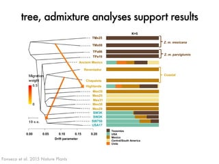 tree, admixture analyses support results 
K=5 
TMx25 
TMx08 
TPa06 
TPa10 
Ancient Mexico 
Reventador 
Chapalote 
Highland...