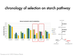chronology of selection on starch pathway 
Fonseca et al. 2015 Nature Plants J. ROSS-IBARRA / UC DAVIS 
 