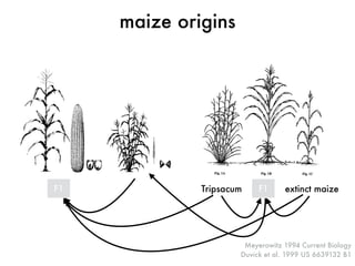 Meyerowitz 1994 Current Biology 
Duvick et al. 1999 US 6639132 B1 
maize origins 
F1 Tripsacum F1 extinct maize 
 