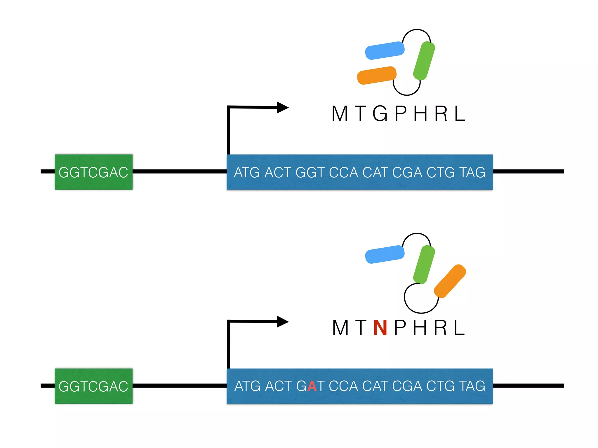 M T G P H R L
GGTCGAC ATG ACT GGT CCA CAT CGA CTG TAG
M T N P H R L
GGTCGAC ATG ACT GAT CCA CAT CGA CTG TAG
 
