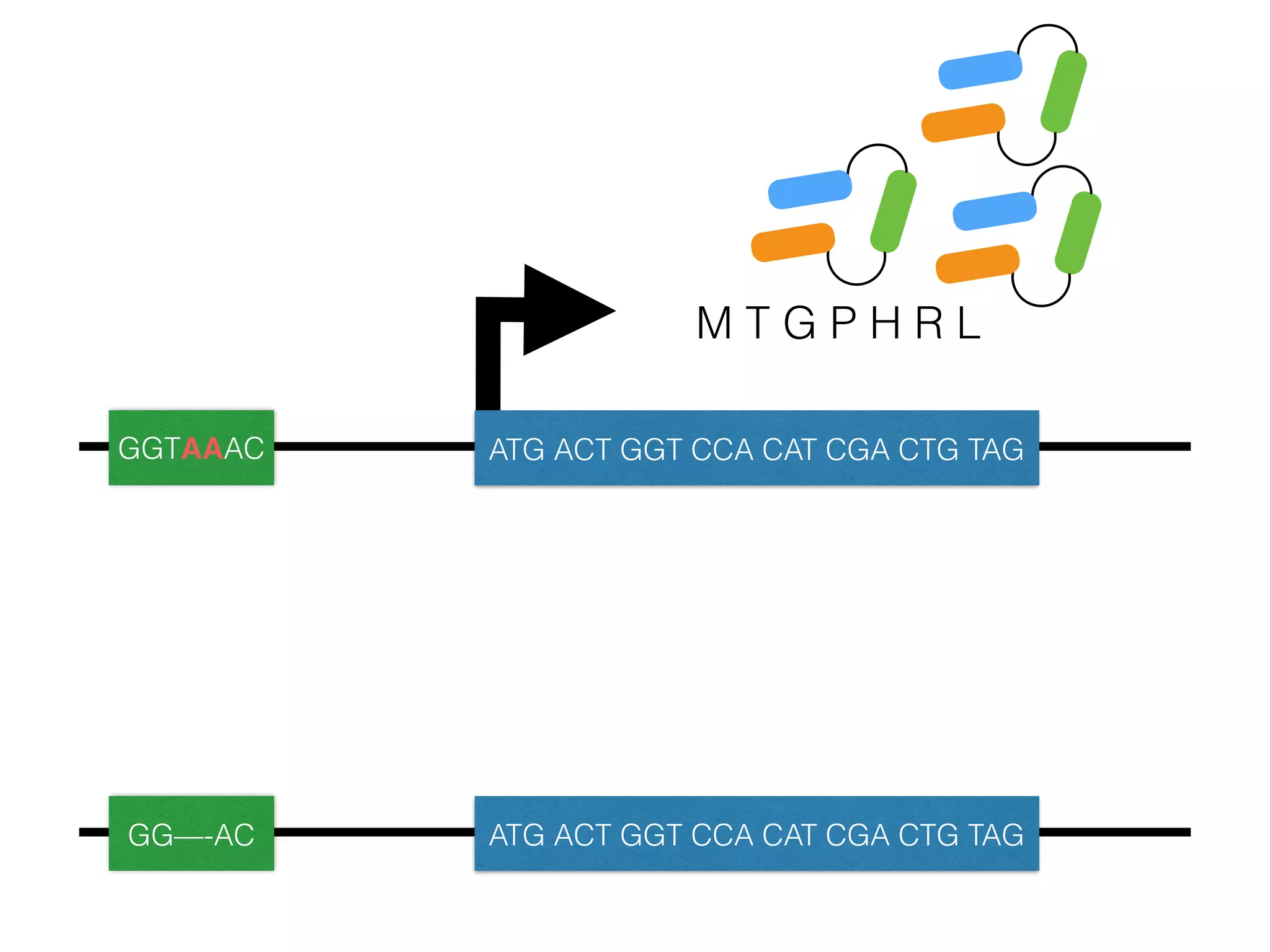 M T G P H R L
GGTAAAC ATG ACT GGT CCA CAT CGA CTG TAG
GG—-AC ATG ACT GGT CCA CAT CGA CTG TAG
 