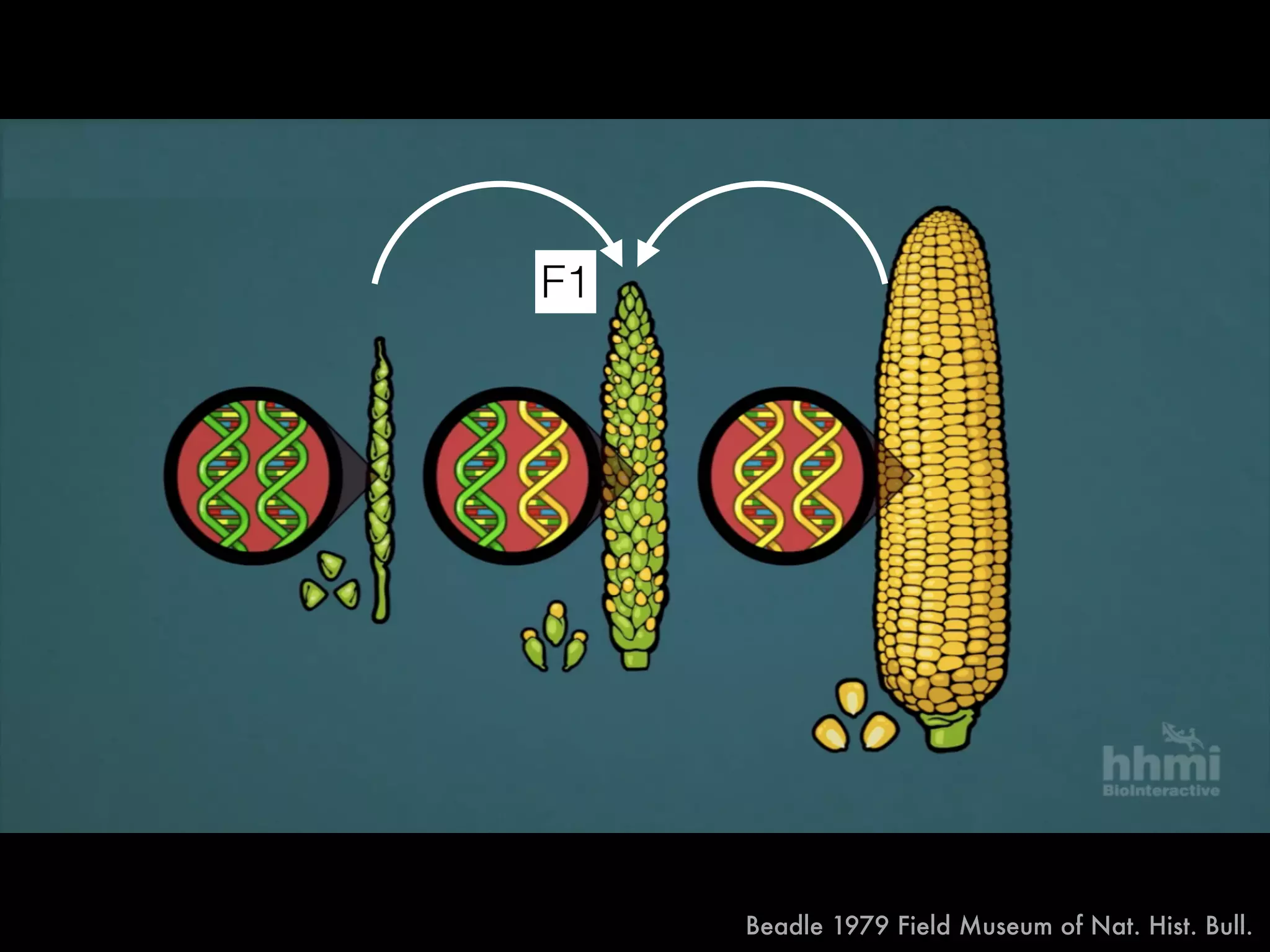 F1
Beadle 1979 Field Museum of Nat. Hist. Bull.
 
