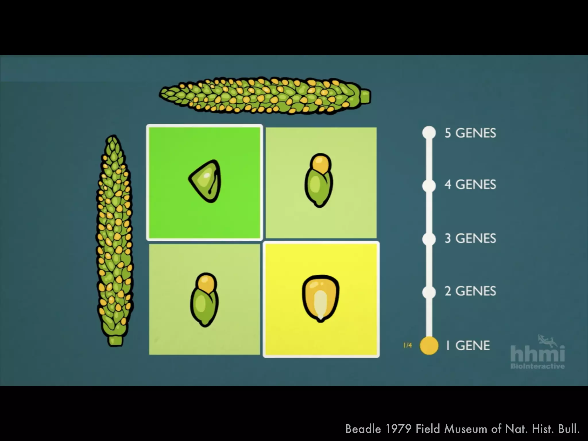 F1
Beadle 1979 Field Museum of Nat. Hist. Bull.
 