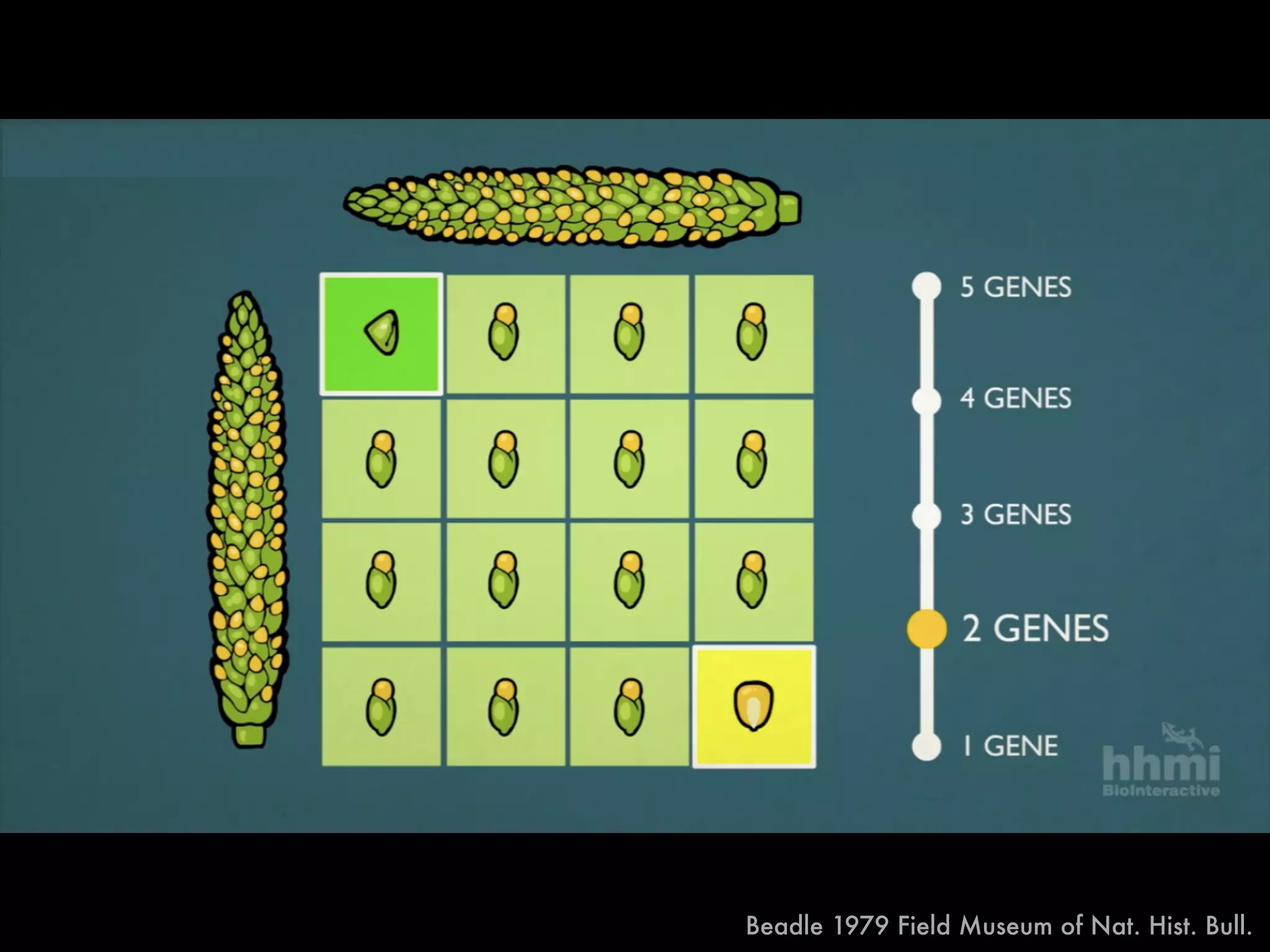 F1
Beadle 1979 Field Museum of Nat. Hist. Bull.
 