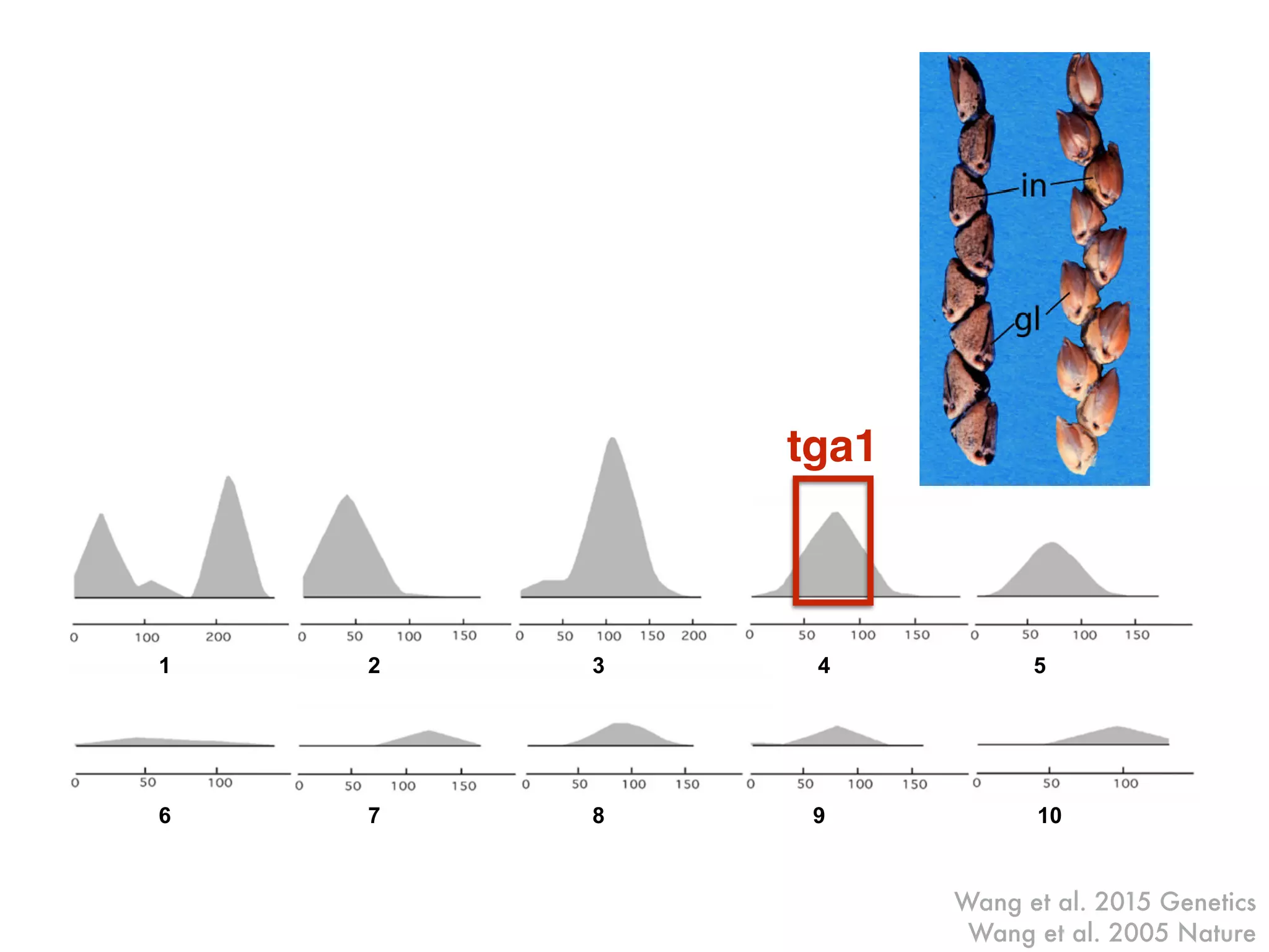 Wang et al. 2005 Nature
1 2 3 4 5
6 7 8 9 10
Figure 1.
Phenotypes. a. Maize ear showing the cob (cb) exposed at top. b. Teosinte e
internode (in) and glume (gl) labeled. c. Teosinte ear from a plant with a m
introgressed into it. d. Close-up of a single teosinte fruitcase. e. Close-up o
teosinte plant with a maize allele of tga1 introgressed into it. f. Ear of maiz
(Tga1-maize allele) with the cob exposed showing the small white glumes a
of maize inbred W22:tga1 which carries the teosinte allele, showing enlarge
h. Ear of maize inbred W22 carrying the tga1-ems1 allele, showing enlarged g
NIH-PAAuthorManuscriptNIH-PAAuthorManuscriptNIH-P
tga1
Wang et al. 2015 Genetics
 