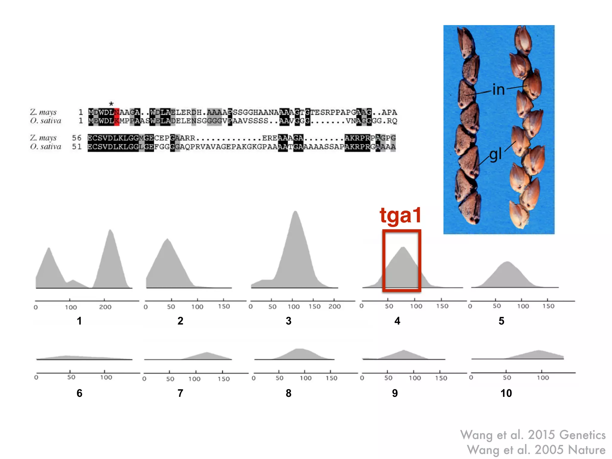 Wang et al. 2005 Nature
1 2 3 4 5
6 7 8 9 10
Figure 1.
Phenotypes. a. Maize ear showing the cob (cb) exposed at top. b. Teosinte e
internode (in) and glume (gl) labeled. c. Teosinte ear from a plant with a m
introgressed into it. d. Close-up of a single teosinte fruitcase. e. Close-up o
teosinte plant with a maize allele of tga1 introgressed into it. f. Ear of maiz
(Tga1-maize allele) with the cob exposed showing the small white glumes a
of maize inbred W22:tga1 which carries the teosinte allele, showing enlarge
h. Ear of maize inbred W22 carrying the tga1-ems1 allele, showing enlarged g
NIH-PAAuthorManuscriptNIH-PAAuthorManuscriptNIH-P
tga1
Wang et al. 2015 Genetics
 