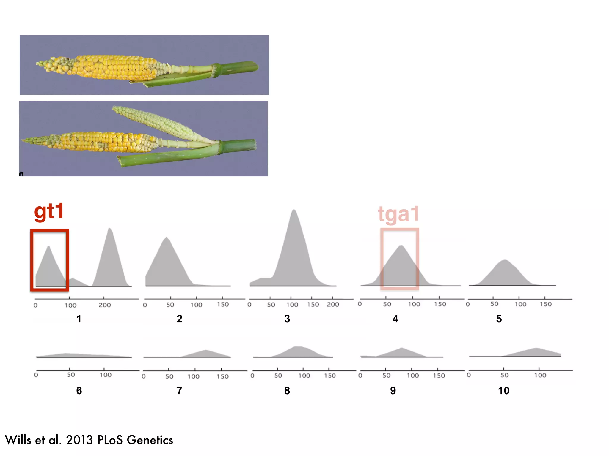 1 2 3 4 5
6 7 8 9 10
gt1 tga1
Wills et al. 2013 PLoS Genetics
 