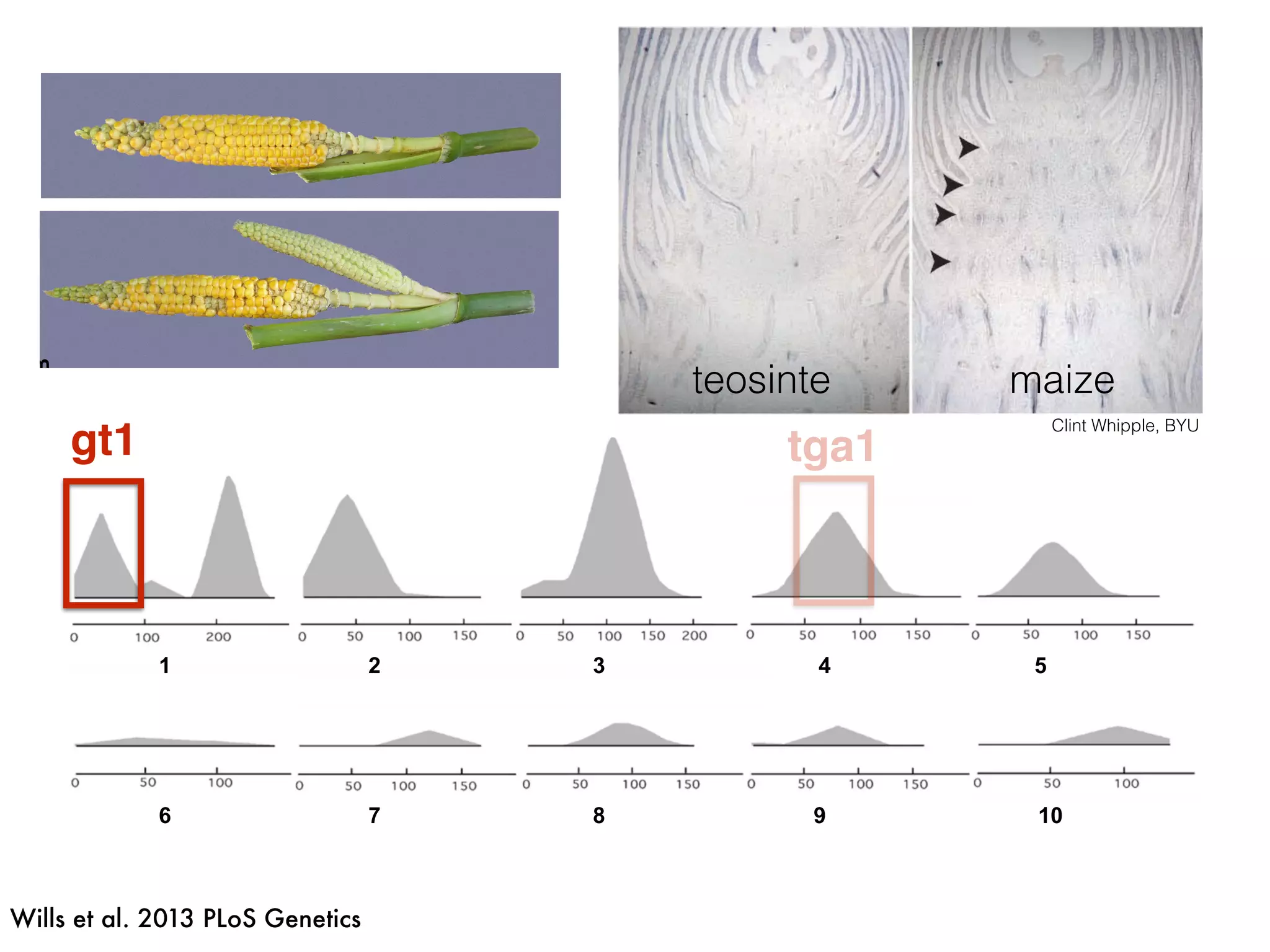 1 2 3 4 5
6 7 8 9 10
gt1 tga1
Wills et al. 2013 PLoS Genetics
teosinte maize
Clint Whipple, BYU
 