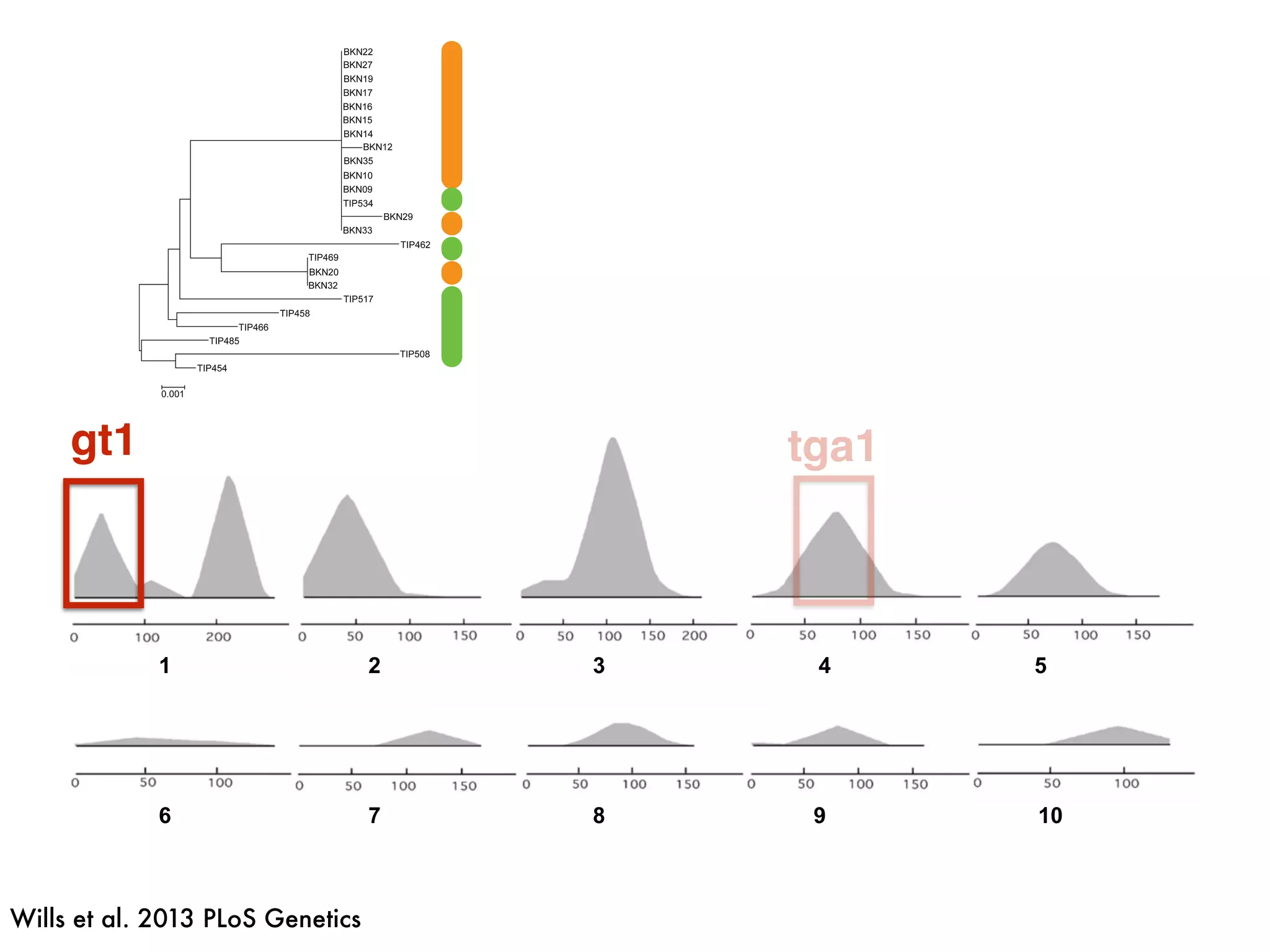 1 2 3 4 5
6 7 8 9 10
gt1 tga1
Wills et al. 2013 PLoS Genetics
 