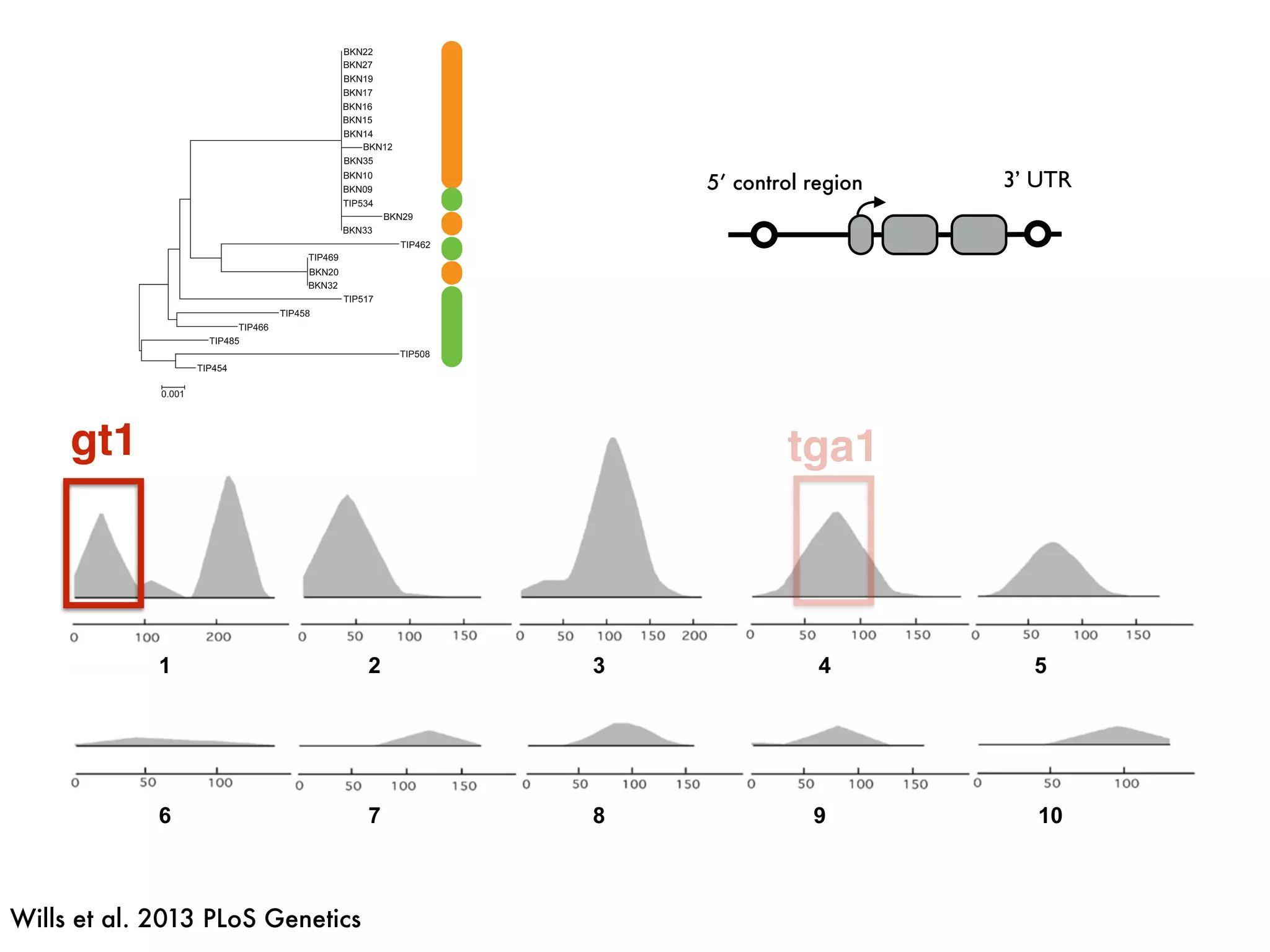 1 2 3 4 5
6 7 8 9 10
gt1 tga1
Wills et al. 2013 PLoS Genetics
5’ control region 3’ UTR
 