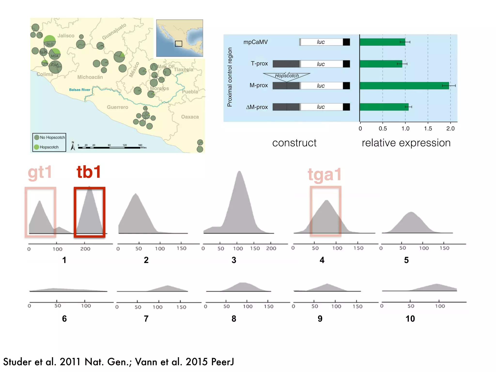 1 2 3 4 5
6 7 8 9 10
tb1
Figure 2 Map of parviglumis Populations and Hopscotch allele frequency. Map showing the frequency
of the Hopscotch allele in populations of parviglumis where we sampled more than 6 individuals. Size of
circles reﬂects number of individuals sampled. The Balsas River is shown, as the Balsas River Basin is
believed to be the center of domestication of maize.
as our independent trait for phenotyping analyses. SAS code used for analysis is available at
http://dx.doi.org/10.6084/m9.figshare.1166630.
RESULTS
Genotyping for the Hopscotch insertion
The genotype at the Hopscotch insertion was conﬁrmed with two PCRs for 837 individuals
of the 1,100 screened (Table S1 and Table S2). Among the 247 maize landrace accessions
genotyped, all but eight were homozygous for the presence of the insertion Within
our parviglumis and mexicana samples we found the Hopscotch insertion segregating
in 37 (n = 86) and four (n = 17) populations, respectively, and at highest frequency
within populations in the states of Jalisco, Colima, and Michoac´an in central-western
Mexico (Fig. 2). Using our Hopscotch genotyping, we calculated diVerentiation between
populations (FST) and subspecies (FCT) for populations in which we sampled sixteen
or more chromosomes. We found that FCT = 0, and levels of FST among populations
within each subspecies (0.22) and among all populations (0.23) (Table 1) are similar to
genome-wide estimates from previous studies Pyh¨aj¨arvi, HuVord & Ross-Ibarra, 2013.
Although we found large variation in Hopscotch allele frequency among our populations,
BayEnv analysis did not indicate a correlation between the Hopscotch insertion and
environmental variables (all Bayes Factors < 1).
Studer et al. 2011 Nat. Gen.; Vann et al. 2015 PeerJ
tga1
GENETICS ADVANCE ONLINE PUBLICATION 3
nguish maize and teosinte. Both the maize and teosinte
s for the distal component repressed luciferase expression
luc
luc
luc
luc
luc
luc
Hopscotch
mpCaMV
M-dist
T-prox
M-prox
0 0.5 1.0 1.5 2.0
∆M-dist
∆M-prox
ProximalcontrolregionDistal
Constructs and corresponding normalized luciferase expression
nsient assays were performed in maize leaf protoplast. Each
is drawn to scale. The construct backbone consists of the
romoter from the cauliflower mosaic virus (mpCaMV, gray box),
ORF (luc, white box) and the nopaline synthase terminator
). Portions of the proximal and distal components of the
gion (hatched boxes) from maize and teosinte were cloned
ction sites upstream of the minimal promoter. “ ” denotes
on of either the Tourist or Hopscotch element from the maize
Horizontal green bars show the normalized mean with s.e.m.
onstruct.
relative expressionconstruct
gt1
 