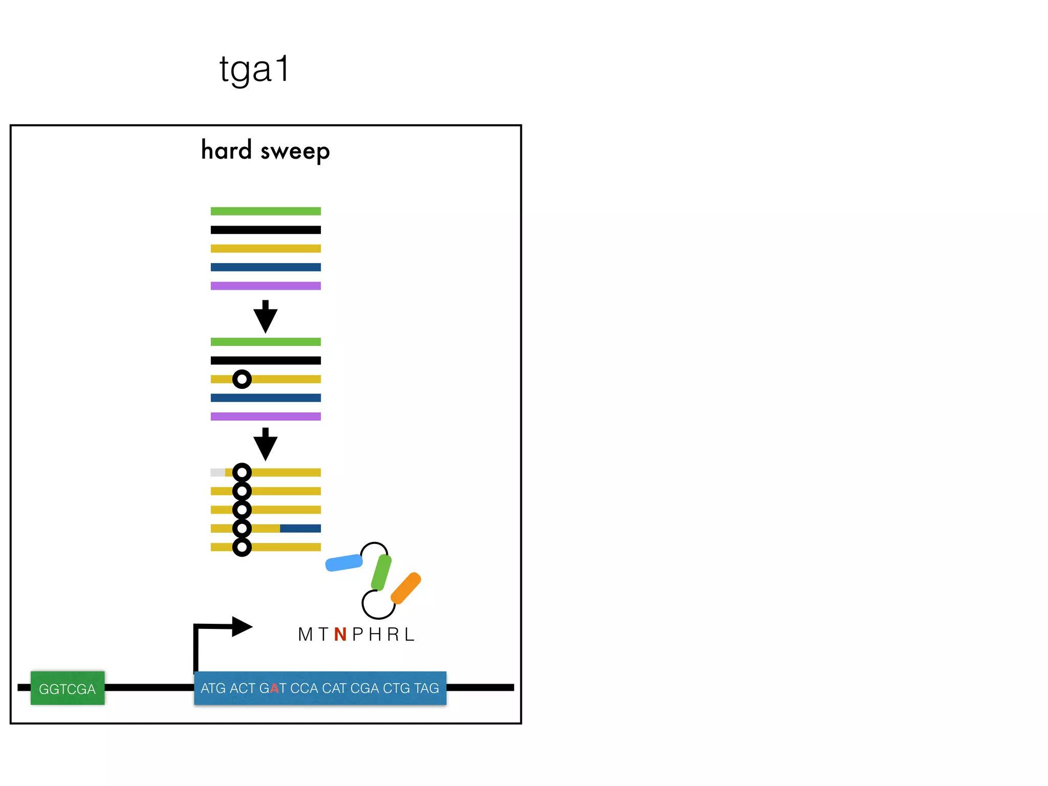 hard sweep
M T N P H R L
GGTCGA ATG ACT GAT CCA CAT CGA CTG TAG
tga1
 