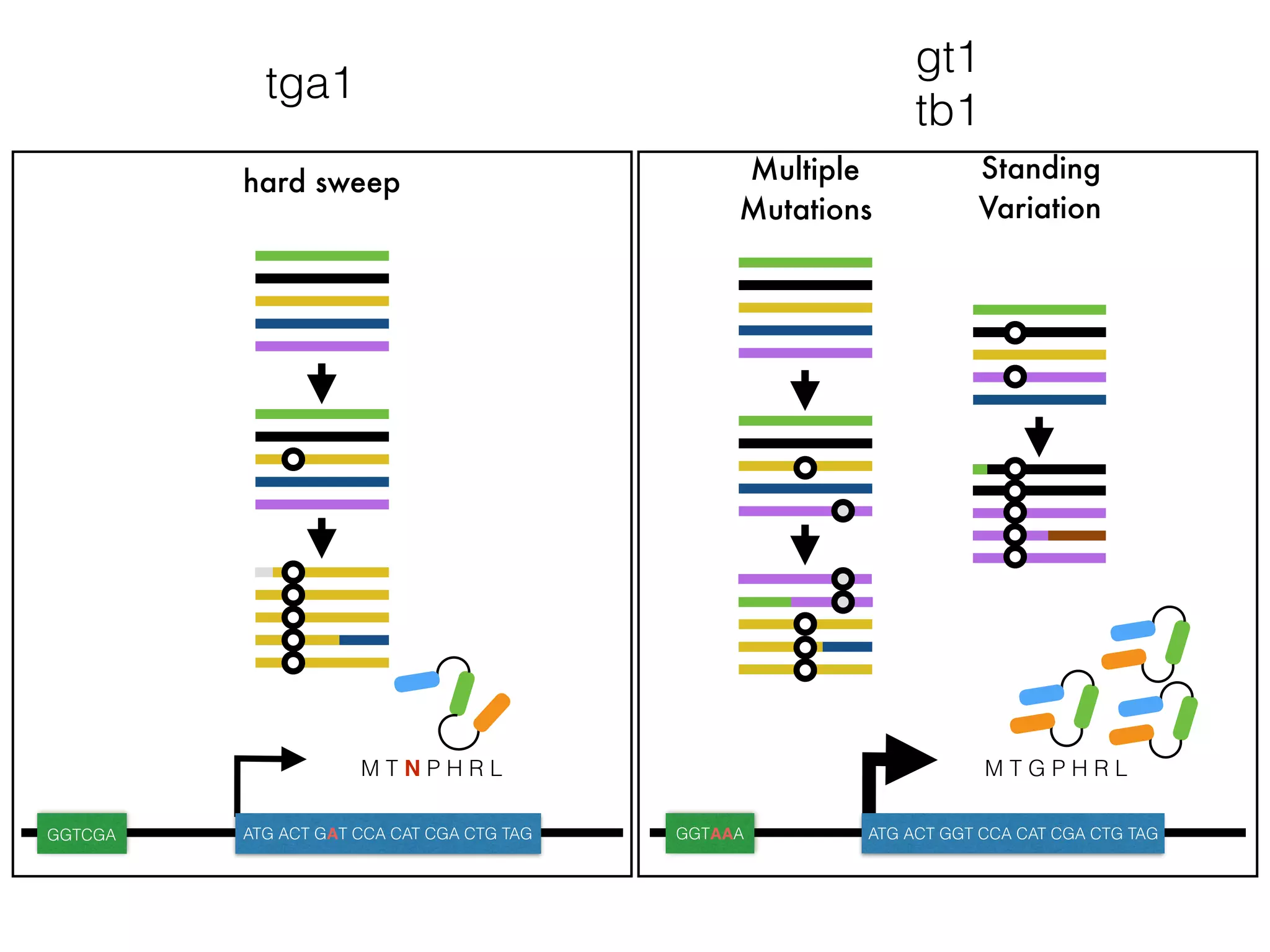 hard sweep
M T N P H R L
GGTCGA ATG ACT GAT CCA CAT CGA CTG TAG
tga1
gt1
tb1
Multiple
Mutations
Standing
Variation
M T G P H R L
GGTAAA ATG ACT GGT CCA CAT CGA CTG TAG
 