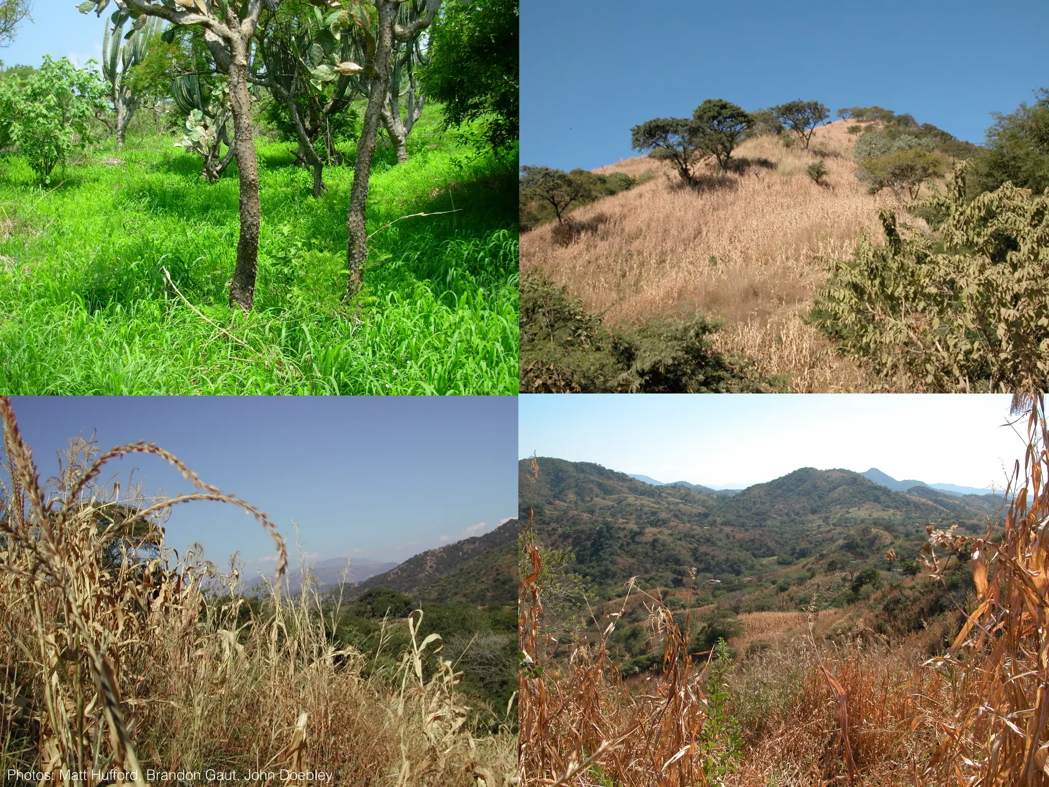 Photos: Matt Hufford, Brandon Gaut, John Doebley
 