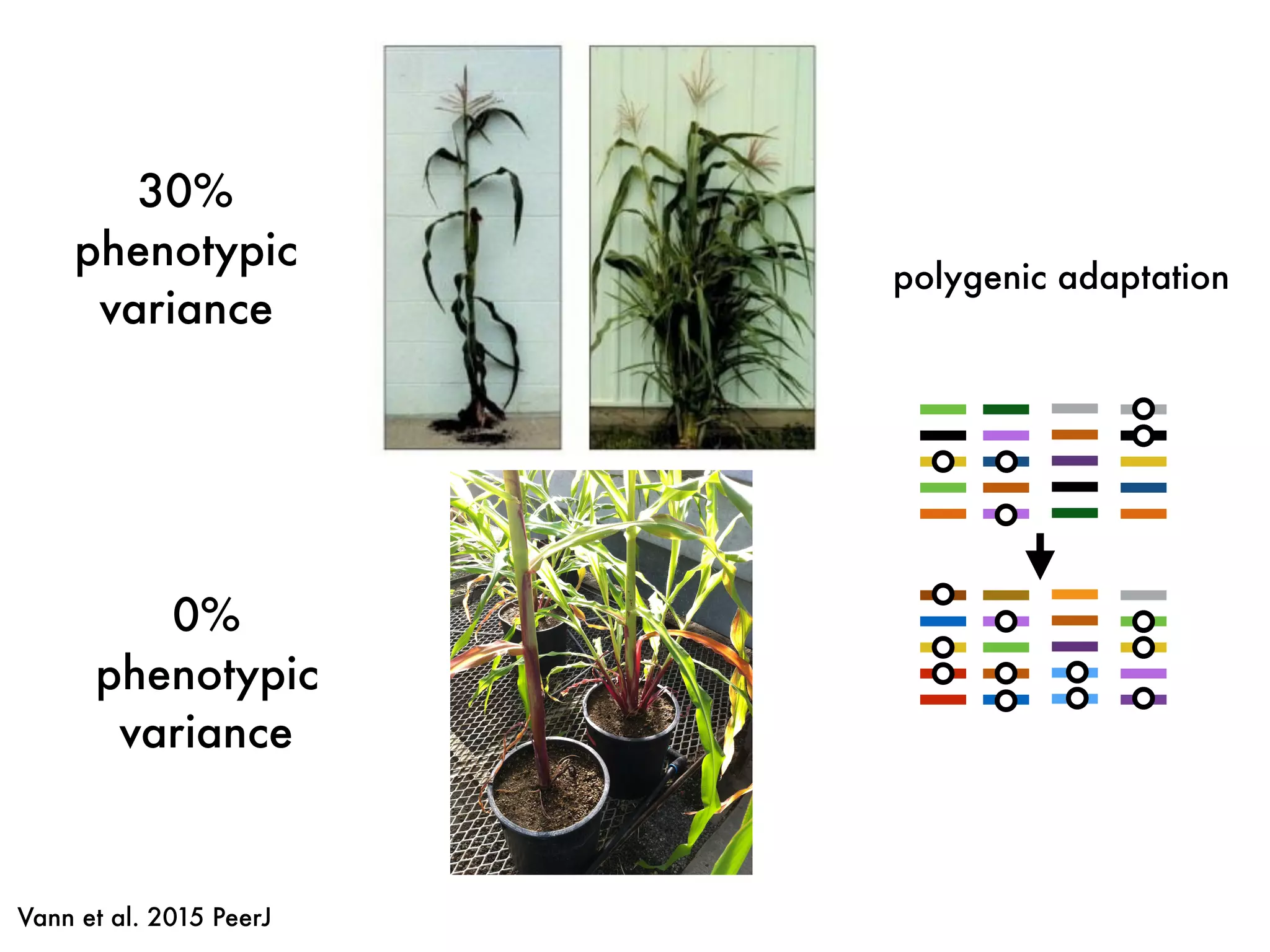 Vann et al. 2015 PeerJ
polygenic adaptation
30%
phenotypic
variance
0%
phenotypic
variance
 