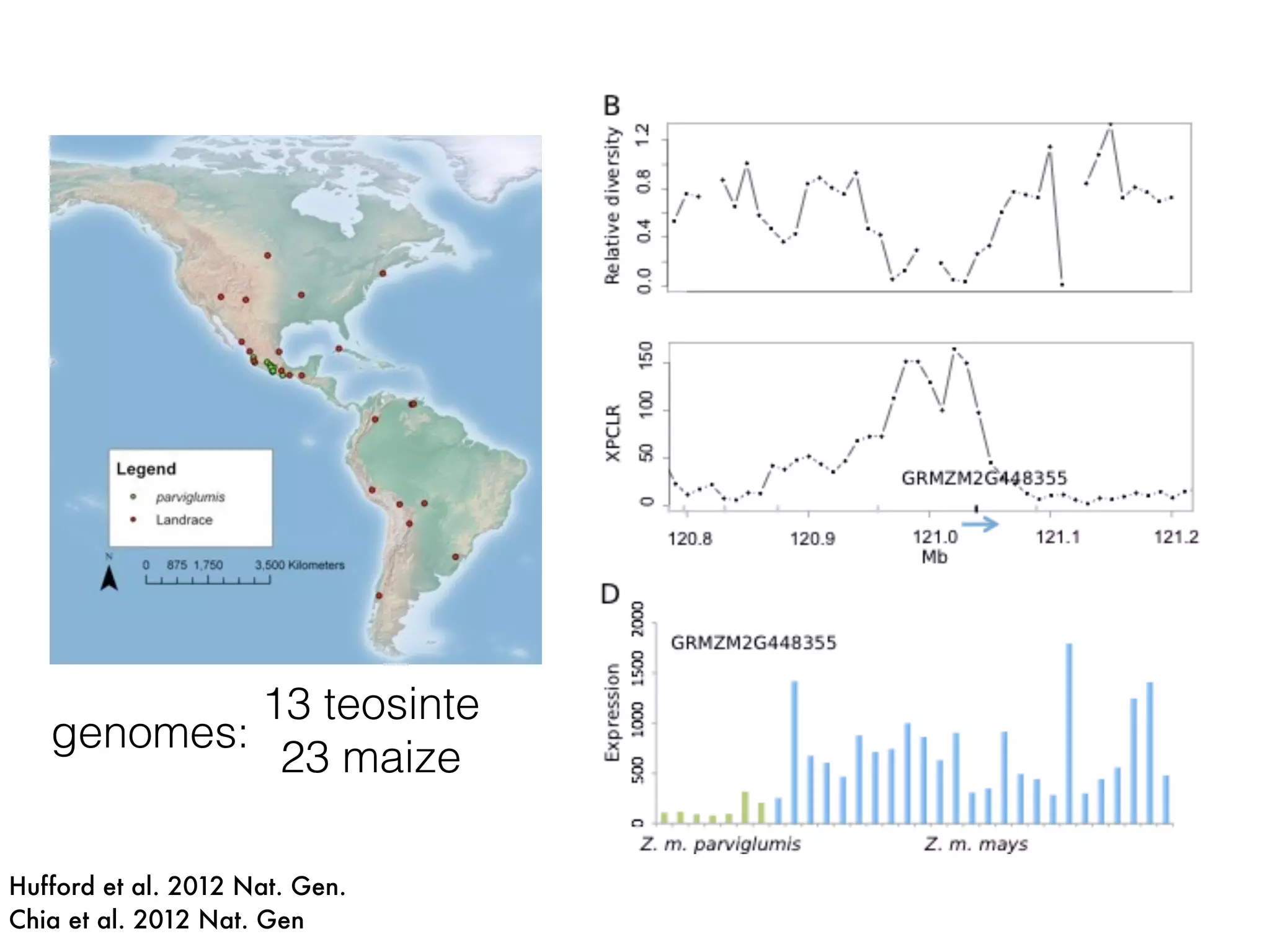 Hufford et al. 2012 Nat. Gen.
Chia et al. 2012 Nat. Gen
13 teosinte
23 maize
genomes:
 