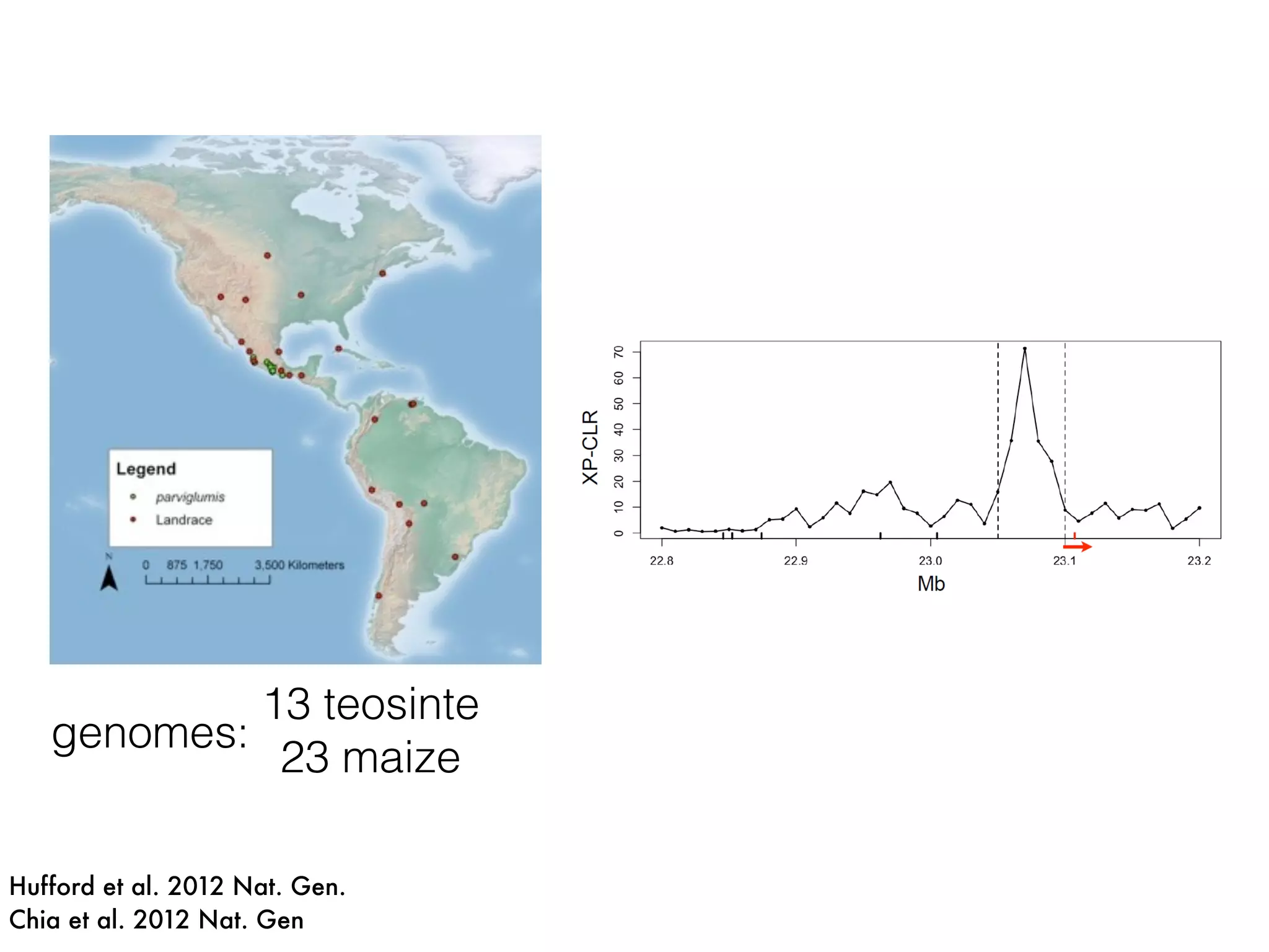 Hufford et al. 2012 Nat. Gen.
Chia et al. 2012 Nat. Gen
13 teosinte
23 maize
genomes:
 