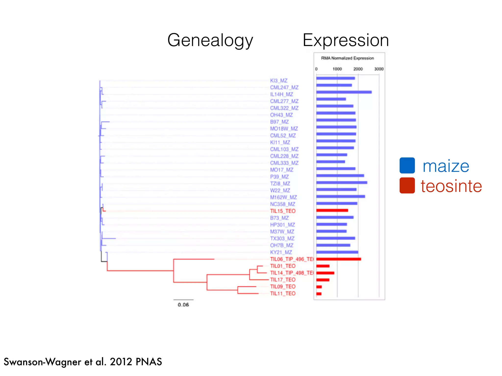 Swanson-Wagner et al. 2012 PNAS
E
ze network edges
6
7
2
Mb
or conservation and targets of selection during improvement and/or domestication. (A) Venn diagram
es, and the genes that occur in genomic regions that have evidence for selective sweeps during maize
s). (B) Teosinte coexpression networks for three genes (GRMZM2G068436, GRMZM2G137947, and
ned in maize coexpression networks are shown. Although the differentially expressed gene (red node) is
tions are lost in maize. However, some parts of the teosinte network are still conserved in maize. (C) Cross-
ExpressionGenealogy
teosinte
maize
 