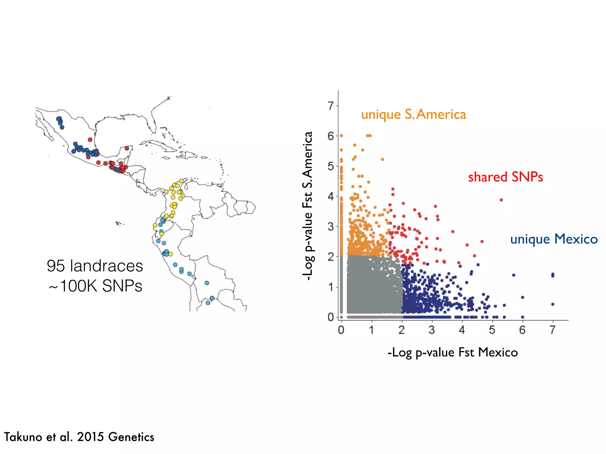 -Logp-valueFstS.America
-Log p-value Fst Mexico
shared SNPs
unique S.America
unique Mexico
95 landraces
~100K SNPs
Takuno et al. 2015 Genetics
 
