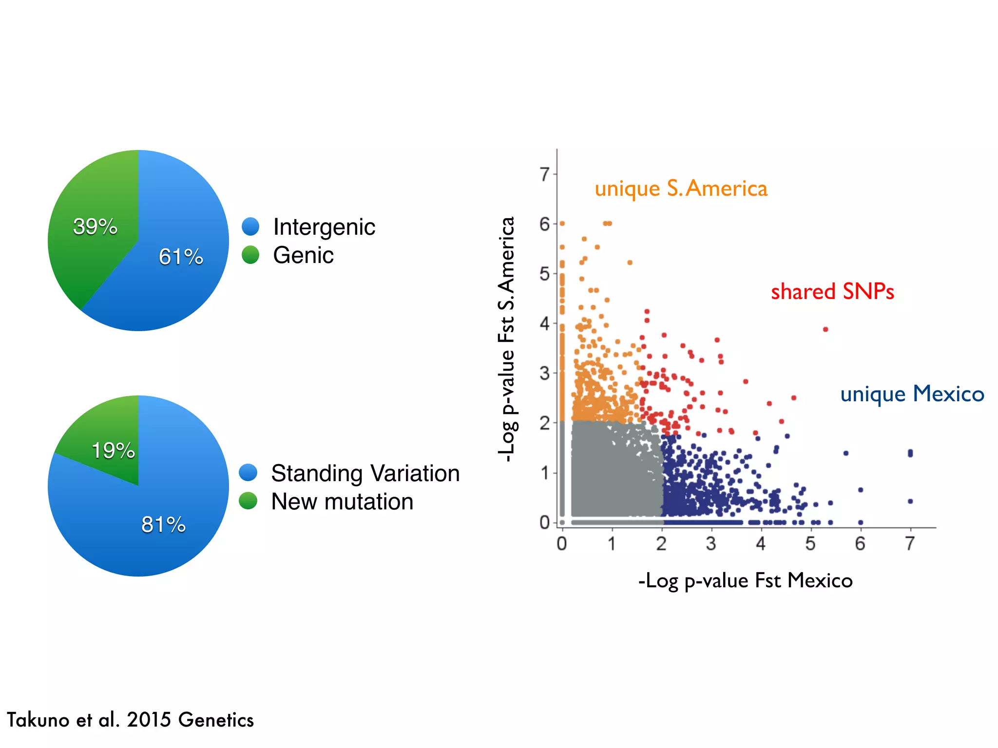 -Logp-valueFstS.America
-Log p-value Fst Mexico
shared SNPs
unique S.America
unique Mexico
39%
61%
Intergenic
Genic
19%
81%
Standing Variation
New mutation
Takuno et al. 2015 Genetics
 