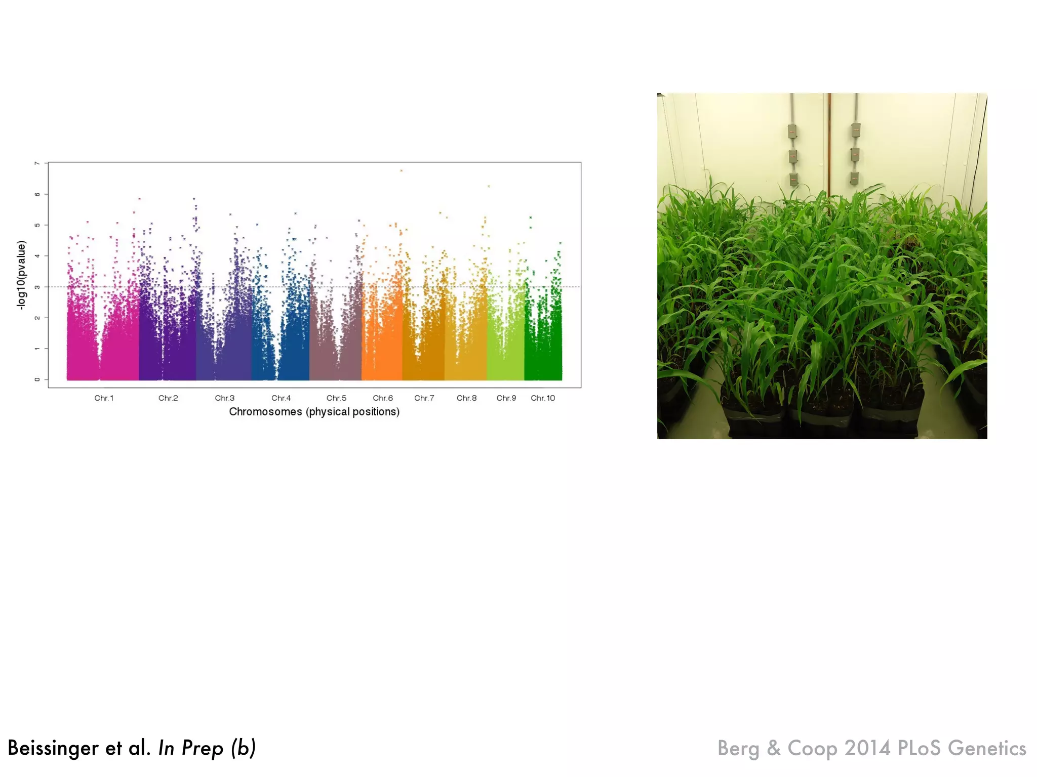 Beissinger et al. In Prep (b) Berg & Coop 2014 PLoS Genetics
 